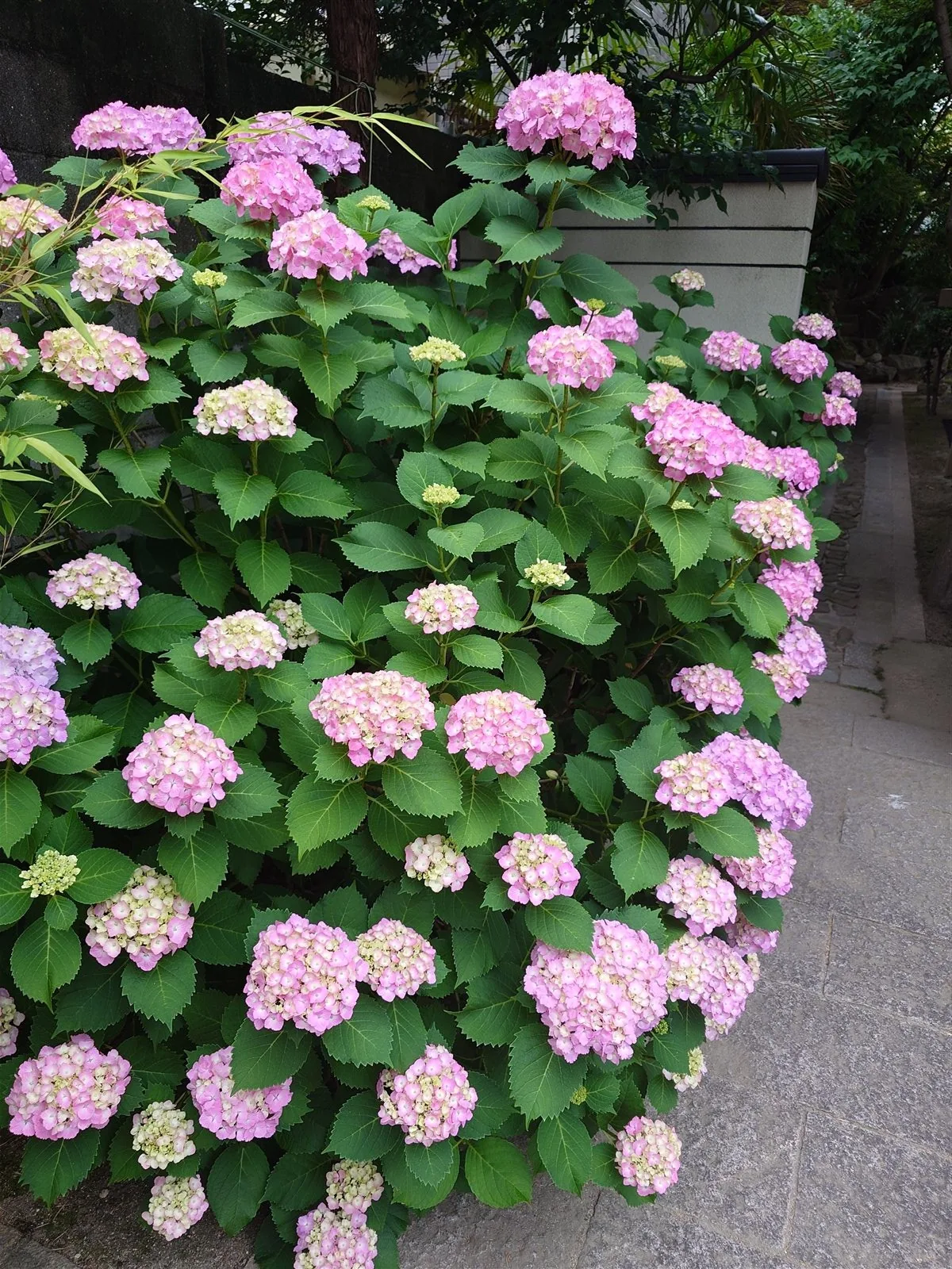 紫陽花