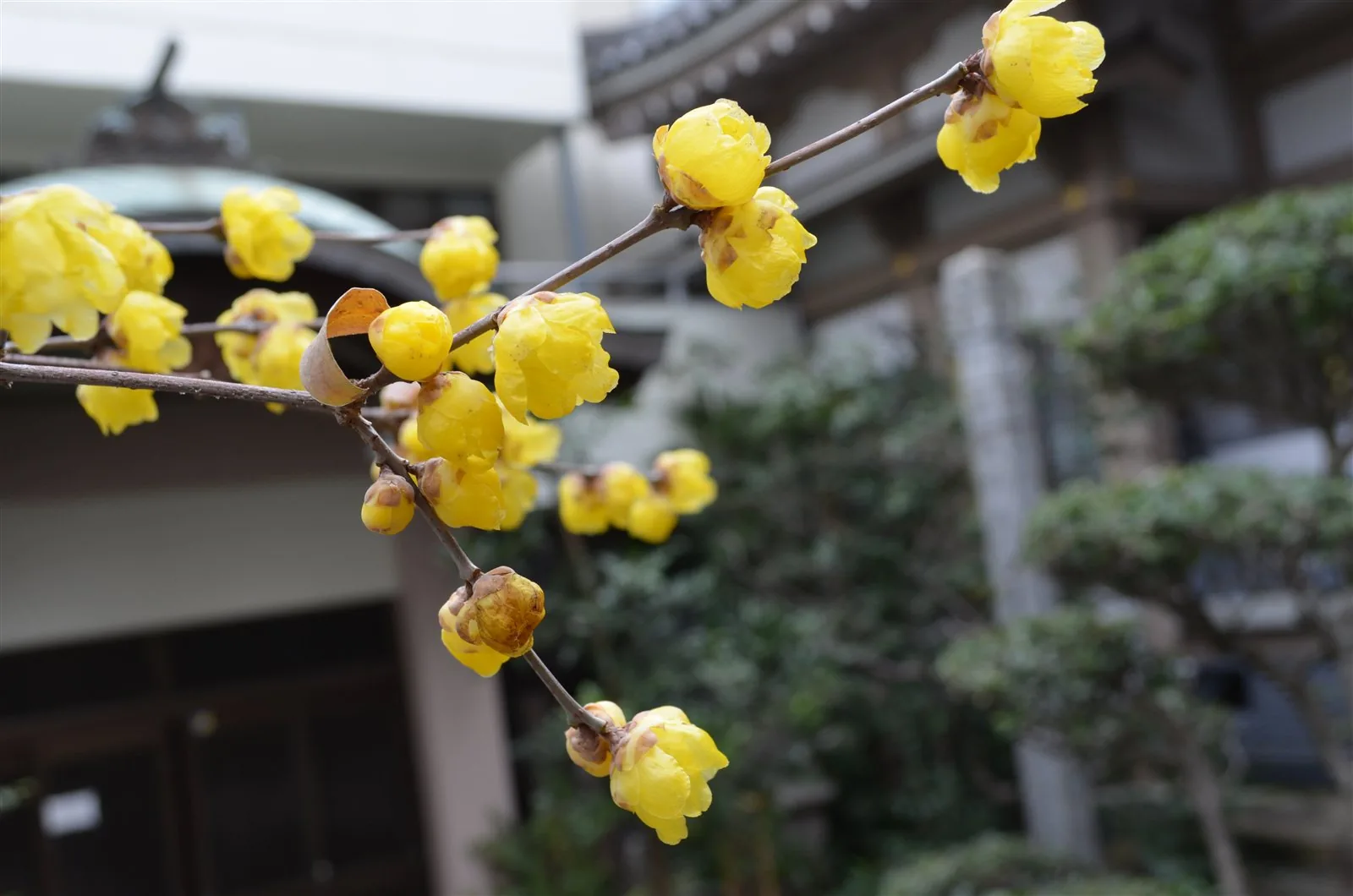 蝋梅