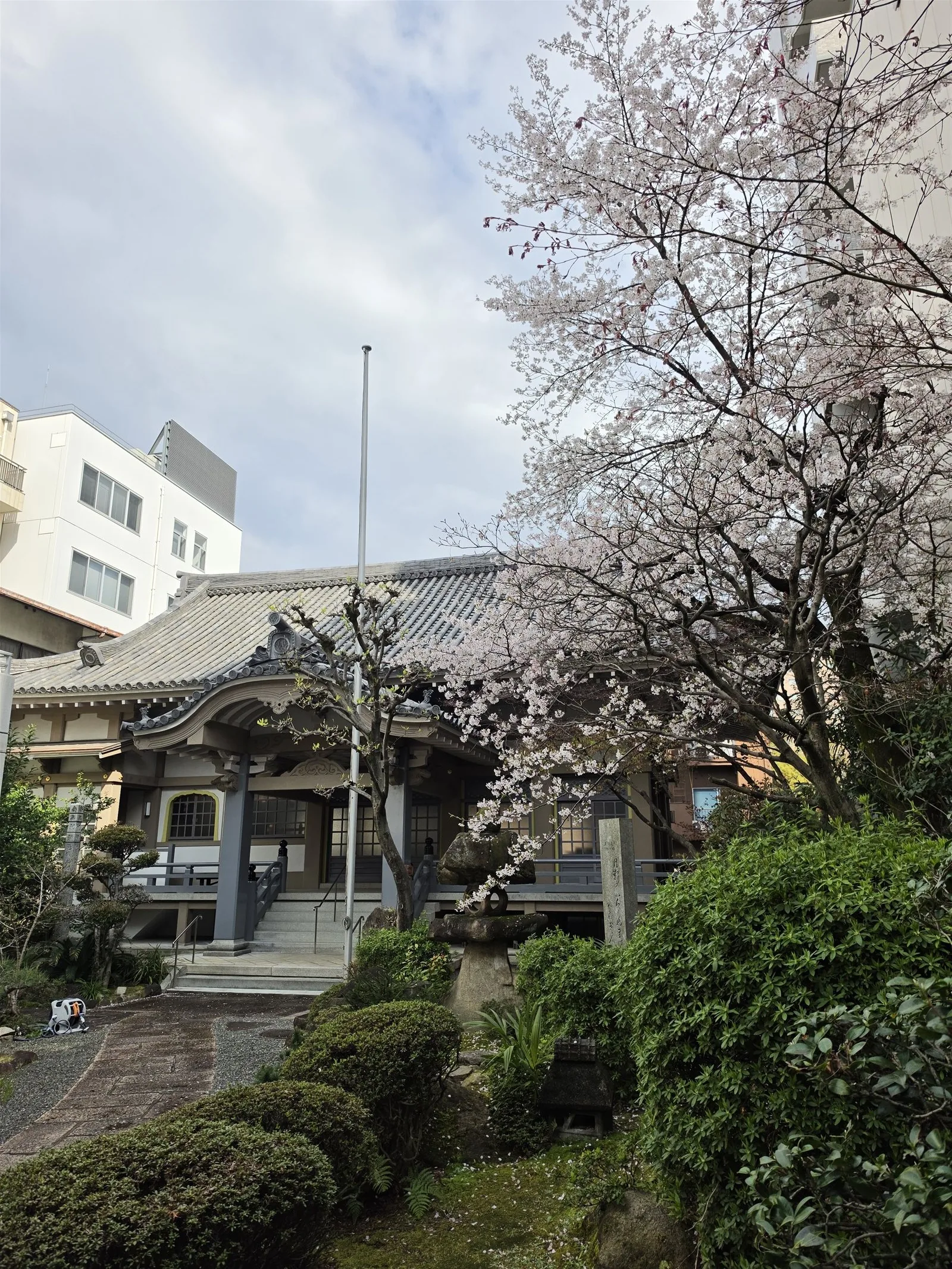 桜と本堂