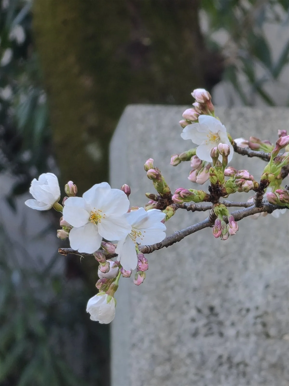 桜